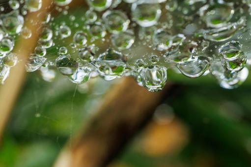 朝露に濡れる蜘蛛の糸に着いた水滴 朝露に濡れる蜘蛛の糸に着いた水滴 水滴,雫,自然の写真素材