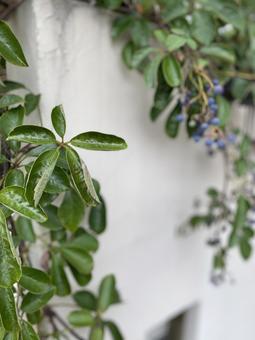 グリーンフレームの写真