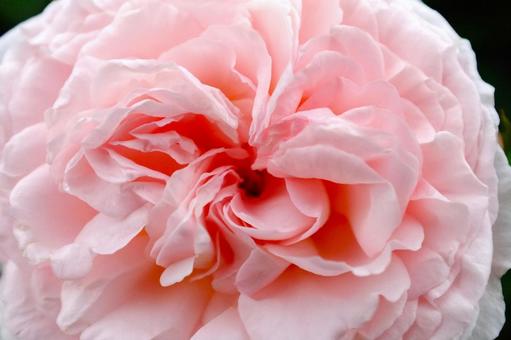 ピンクの薔薇 ピンクの薔薇の写真