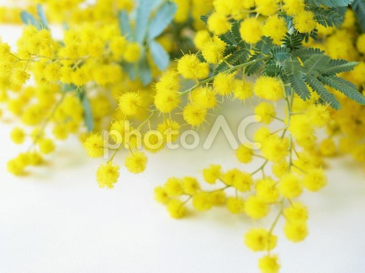 室内のミモザの花、白背景にミモザのフレーム、ミモザの日 ミモザ,春,黄色の写真素材