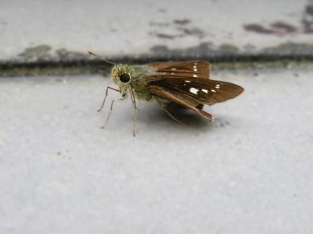 イチモンジセセリ イチモンジセセリの写真