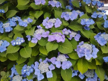 アジサイ(紫陽花) アジサイ(紫陽花)の写真