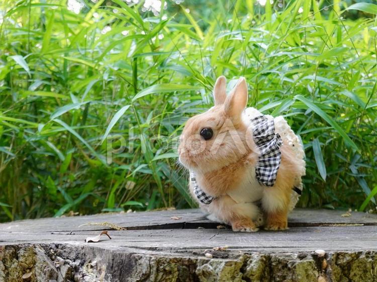 切り株の上のうさぎ うさぎ,babyrabbit,netherlanddwarfの写真素材