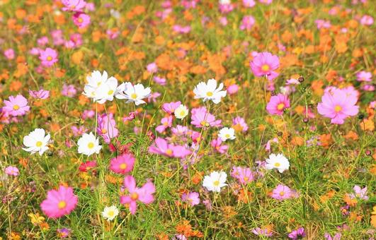 秋桜の花畑 秋桜の花畑の写真