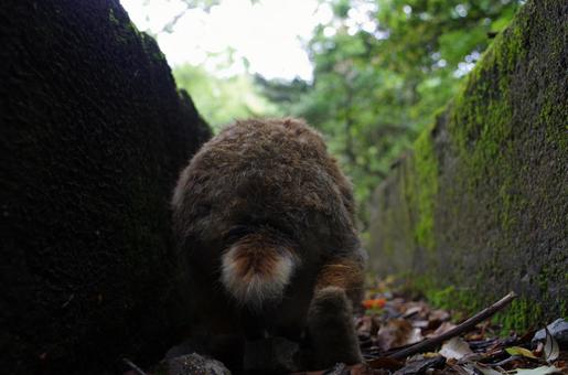 おしりを向けて歩くウサギの写真