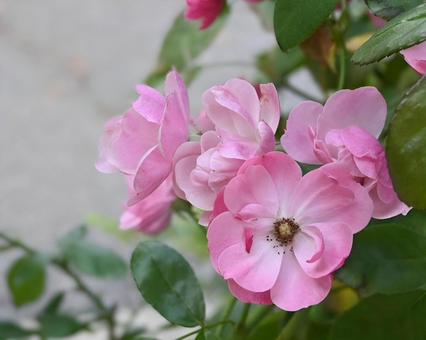 秋バラ 秋バラの写真