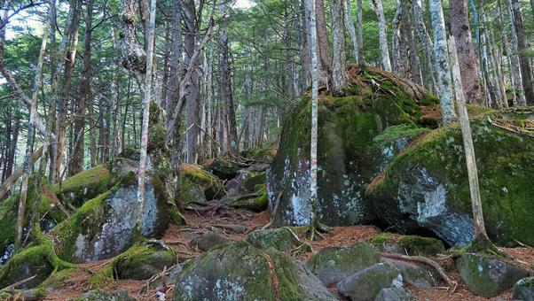 編笠山登山道 編笠山登山道の写真