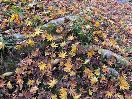 紅葉カーペット 秋,紅葉,もみじの写真素材