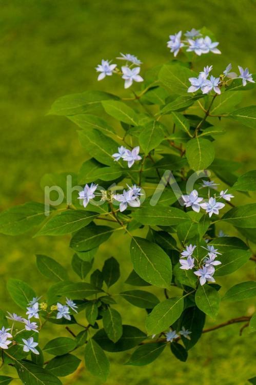 青く咲く小さなガクアジサイ 花,植物,自然の写真素材