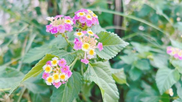 お花 お花の写真