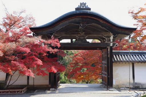 二尊院　勅使門（唐門） 二尊院,勅使門,唐門の写真素材