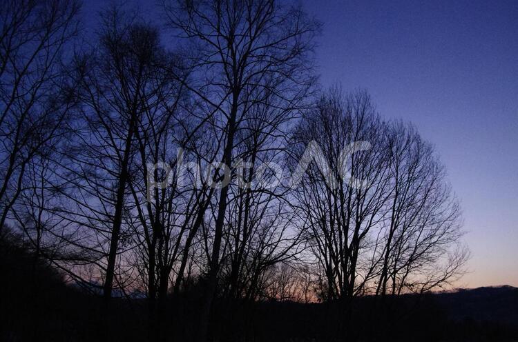 夕暮れの森 木,風景,暁の写真素材