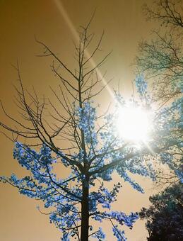 幻想的な木の写真