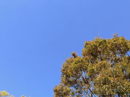 秋空とどんぐりの木 秋空とどんぐりの木 雑木林,秋,紅葉の写真素材