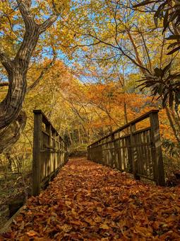 秋の山の紅葉20 紅葉,散歩道,秋の写真素材