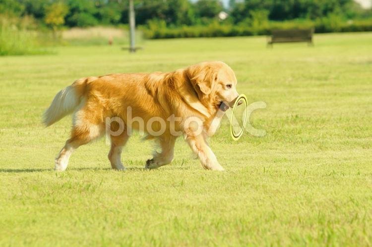 フリスビーを持ってこない犬 ゴールデンレトリバー,犬,ゴールデンの写真素材