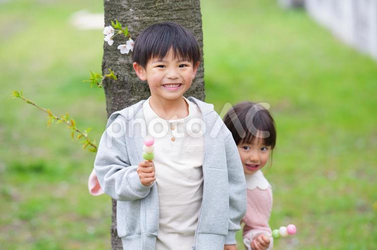 桜の前で三色団子を持っている兄妹 男の子,女の子,兄妹の写真素材