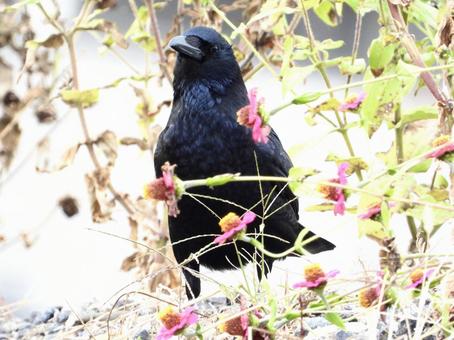 カラスと花 カラスと花の写真