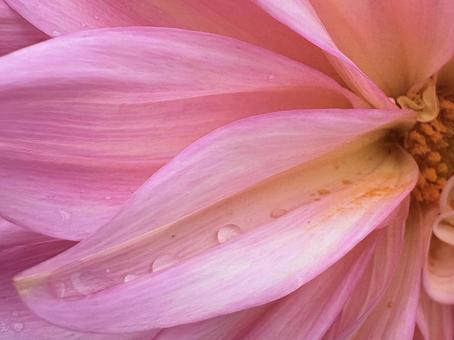 雨上がり、ダリアの花に 雨雫 02 雨上がり、ダリアの花に 雨雫 02 ダリア,花びら,花弁の写真素材