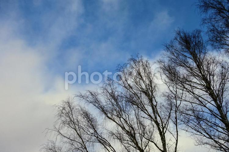 冬の空と落葉樹 冬空,季節,北欧の写真素材
