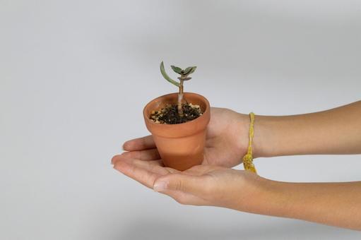 小さな多肉植物の鉢を持つ子供の両手 小さな多肉植物の鉢を持つ子供の両手 多肉植物,植物,植木鉢の写真素材