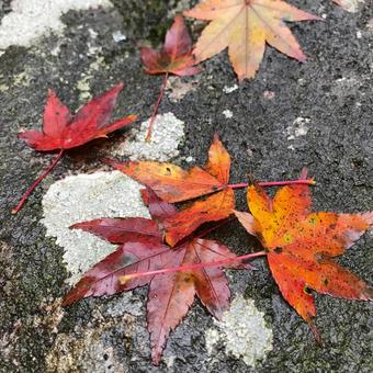 雨に濡れた紅葉 雨に濡れた紅葉 紅葉,秋,自然の写真素材
