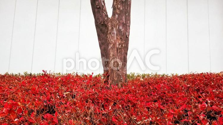 植え込みの幹と色付くツツジ ドウダンツツジ,植物,紅葉の写真素材