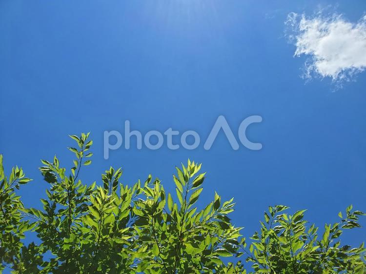 気持ちのいい青空と新緑と白い雲 夏,初夏,真夏の写真素材
