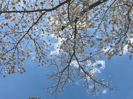 青空と桜 青空と桜 さくら,桜,空の写真素材