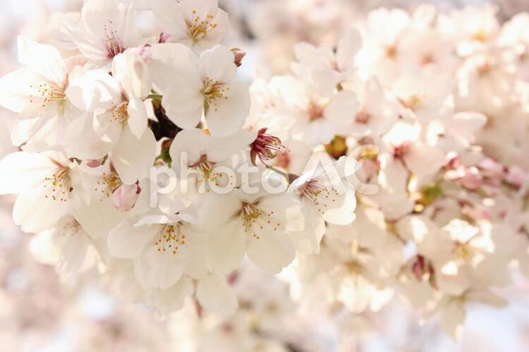 桜 桜,さくら,サクラの写真素材