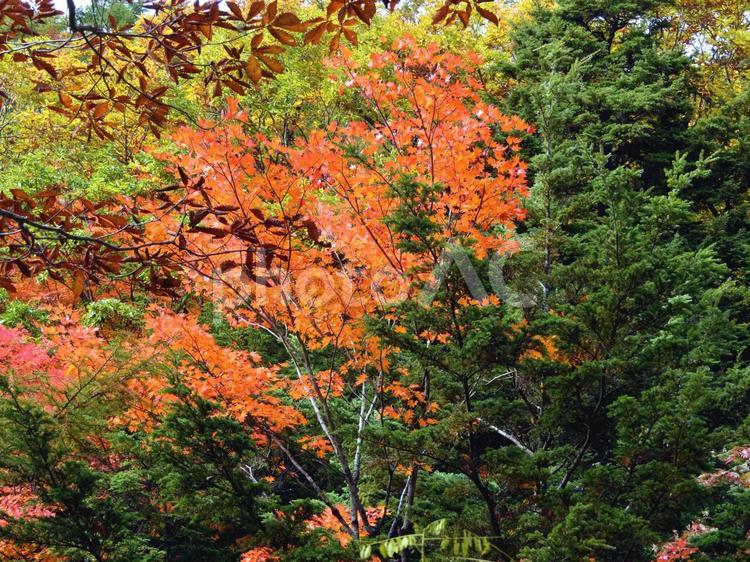 色とりどりの木々 秋,紅葉,自然の写真素材