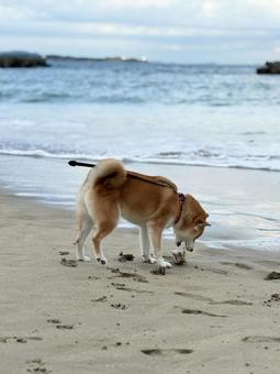 海岸でフグを見つけた柴犬5 海岸でフグを見つけた柴犬5 海,海岸,柴犬の写真素材