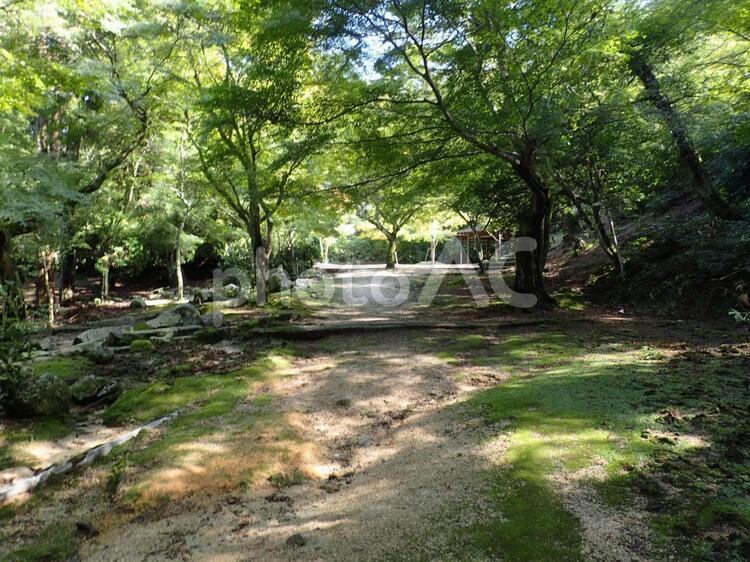木漏れ日 木材,風景,木の写真素材