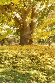 イチョウの紅葉 イチョウの紅葉,秋,紅葉の写真素材