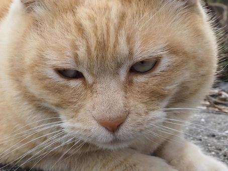 にゃんこ にゃんこの写真