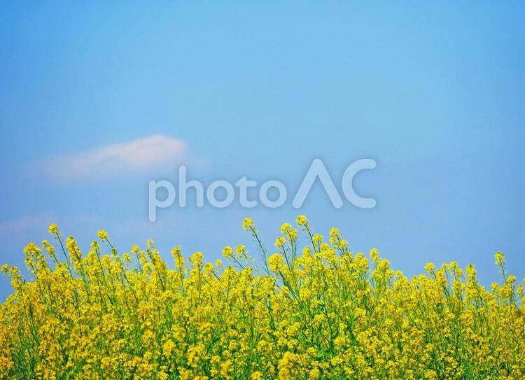 満開の菜の花畑と春の青空と白い雲 菜の花,菜の花畑,青空の写真素材