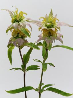 モナルダの花 モナルダの花 花,植物,モナルダの写真素材