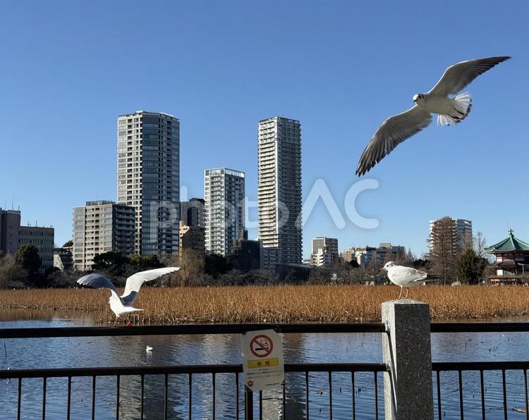 ユリカモメの飛び交う不忍池 群れ,水辺,ユリカモメの写真素材