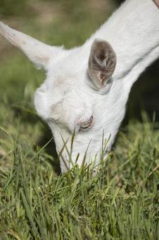 草を食べるヤギ 草を食べるヤギ ヤギ,可愛い,野原の写真素材