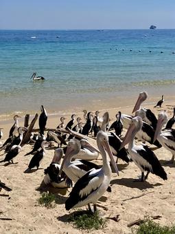 モートン島のペリカンたち モートン島のペリカンたち 海,ペリカン,鳥の写真素材