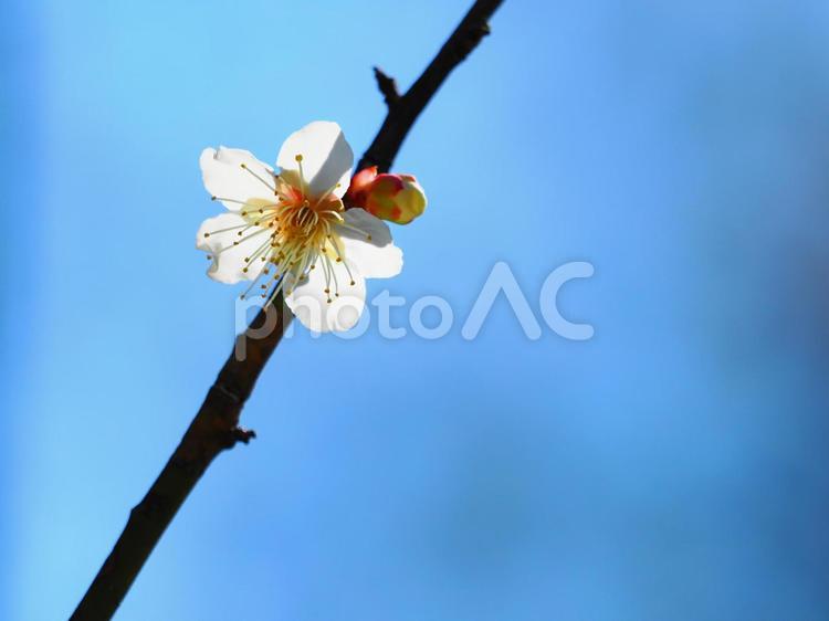 一輪の梅の花　３ 梅,観梅,枝の写真素材