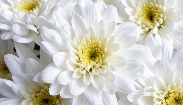 秋の花 菊 秋の花 菊の写真