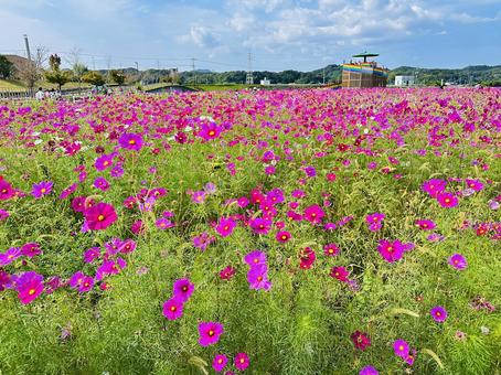 コスモス　コスモスパークの写真