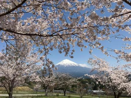 春の額縁、富士を仰ぐ 春の額縁、富士を仰ぐの写真