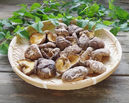 干し椎茸 乾物 笊 どんこ椎茸 干し椎茸 乾物 笊 どんこ椎茸の写真