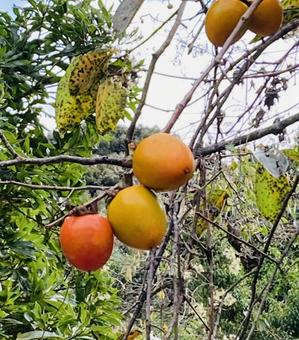 柿実る 柿,植物,秋の写真素材
