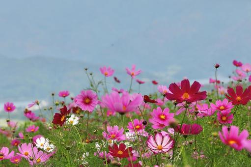 コスモス18 コスモス18の写真