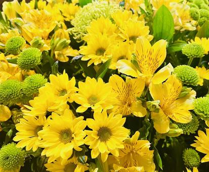 黄色の花 黄色の花の写真