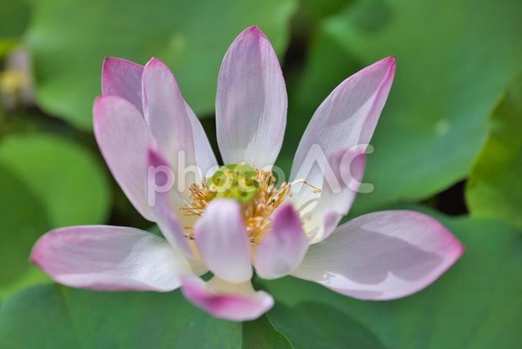先端のピンクが美しい蓮 花,植物,花びらの写真素材