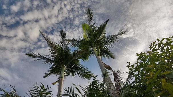 天に向かうヤシの木 奄美大島,ヤシの木,民宿結の家の写真素材